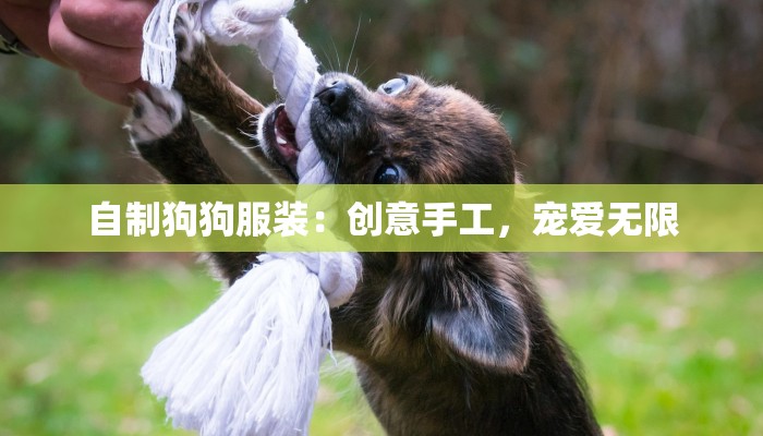 自制狗狗服装：创意手工，宠爱无限