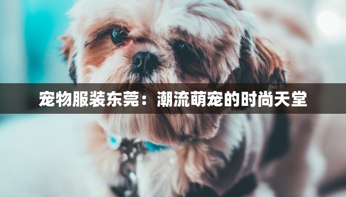 宠物服装东莞：潮流萌宠的时尚天堂