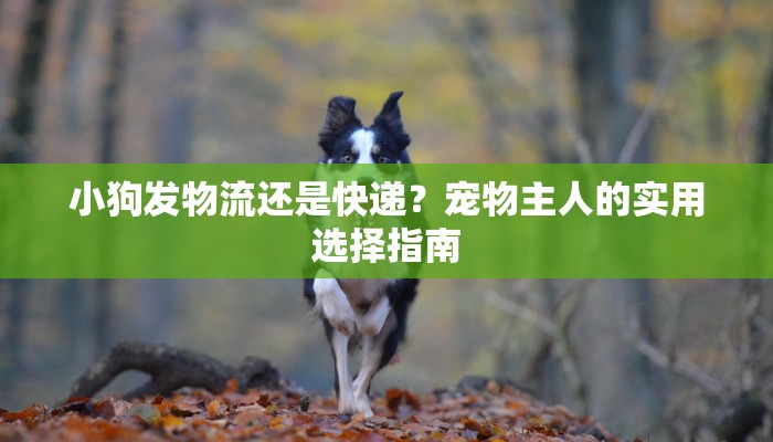 小狗发物流还是快递？宠物主人的实用选择指南
