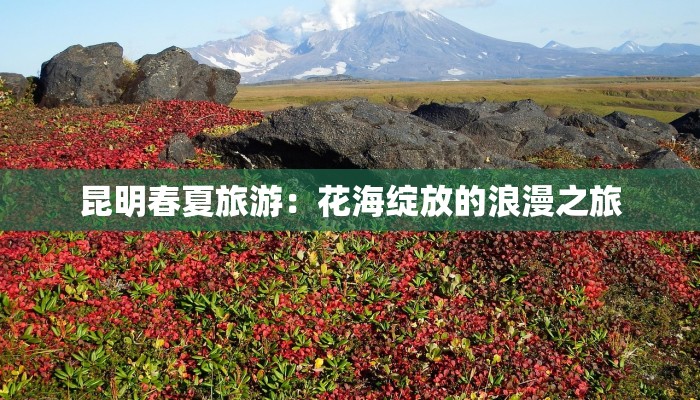 昆明春夏旅游：花海绽放的浪漫之旅