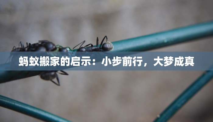蚂蚁搬家的启示:小步前行,大梦成真