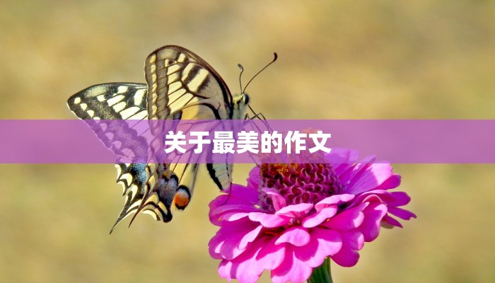 关于最美的作文