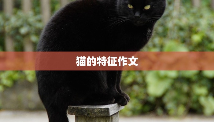 猫的特征作文