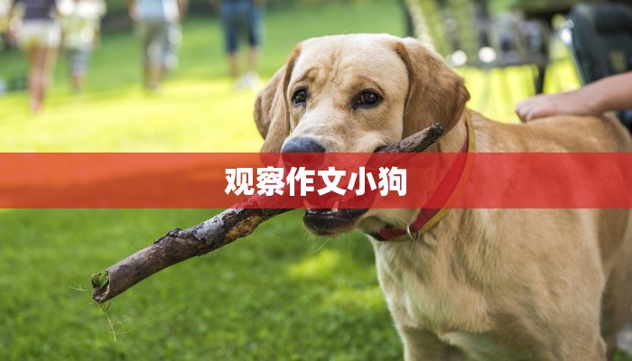 观察作文小狗