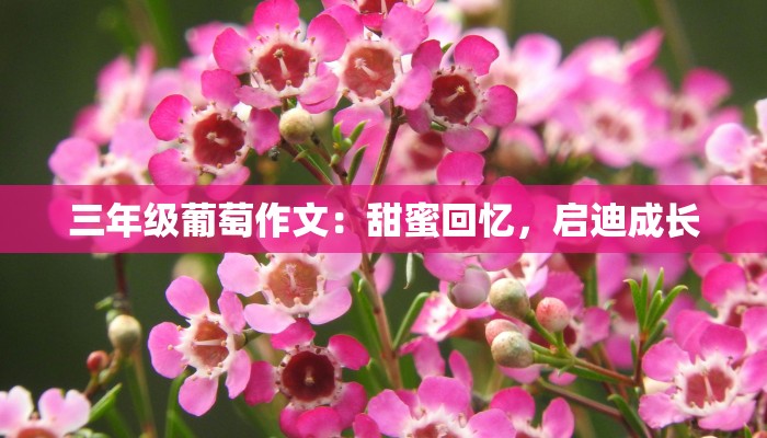 三年级葡萄作文：甜蜜回忆，启迪成长