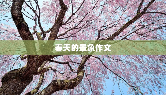 春天的景象作文