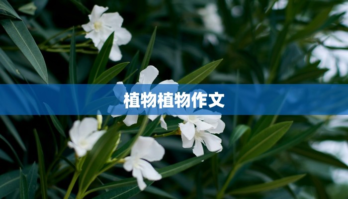 植物植物作文
