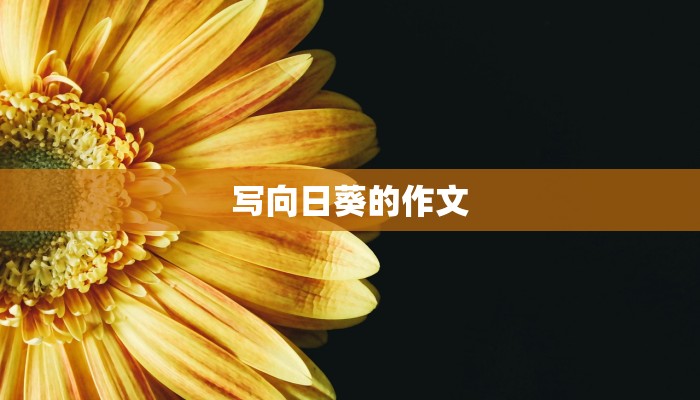 写向日葵的作文