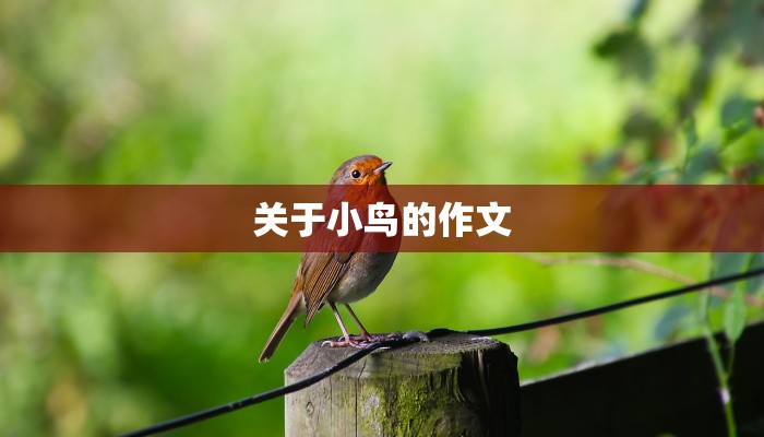 关于小鸟的作文