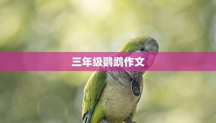 三年级鹦鹉作文