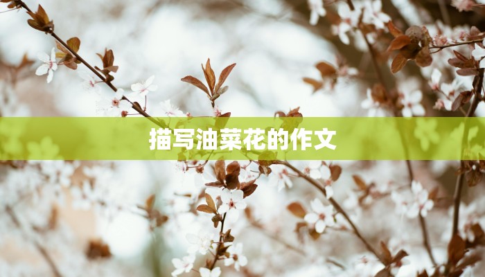 描写油菜花的作文