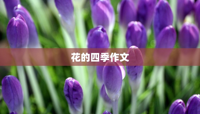 花的四季作文