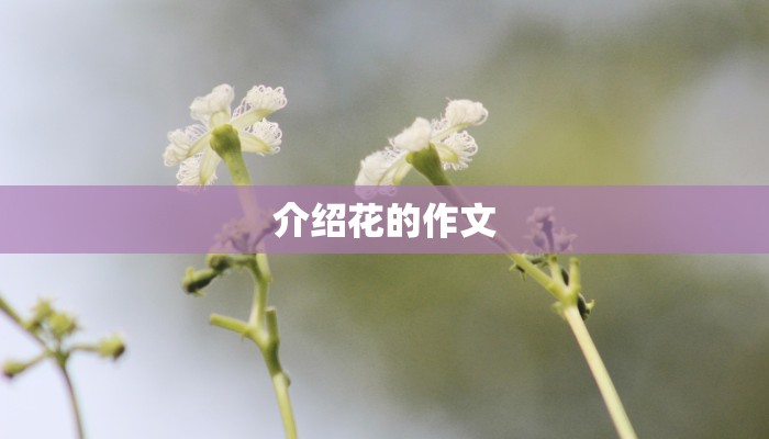 介绍花的作文