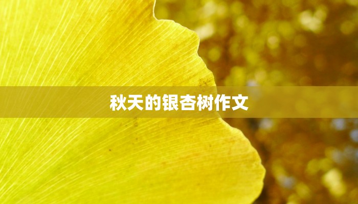 秋天的银杏树作文