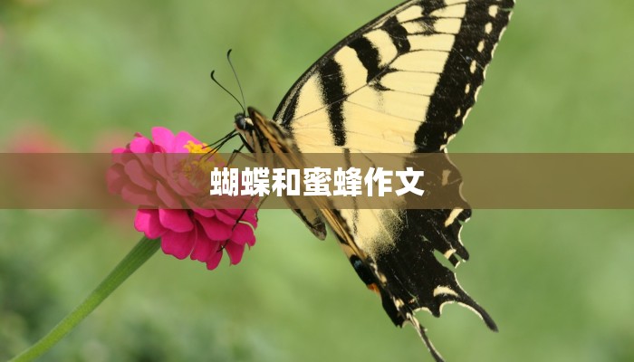 蝴蝶和蜜蜂作文