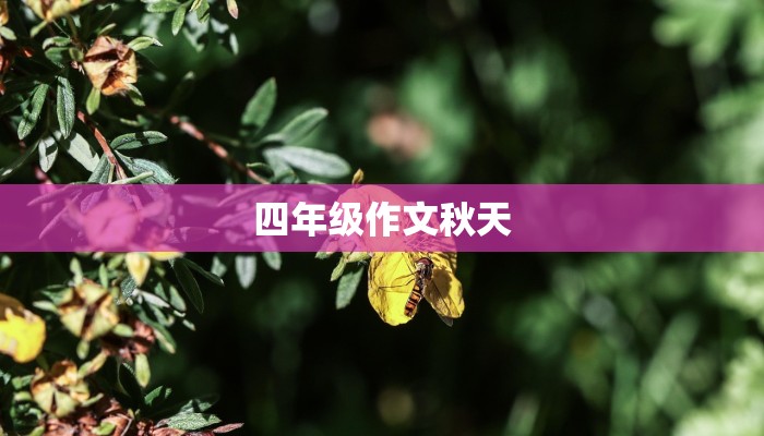 四年级作文秋天