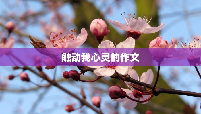 触动我心灵的作文