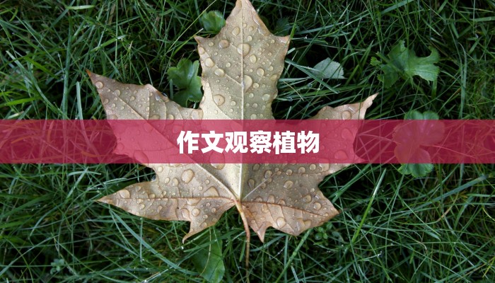作文观察植物
